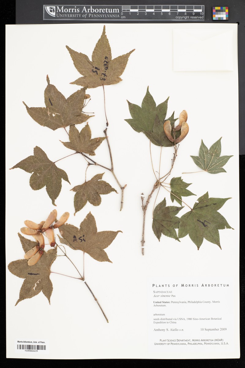 Acer mapienense photo 4