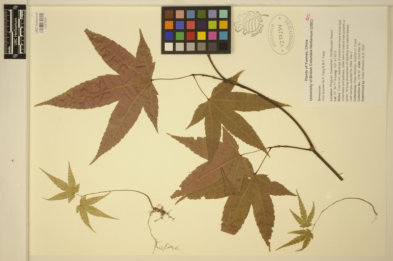 Acer mapienense photo 7