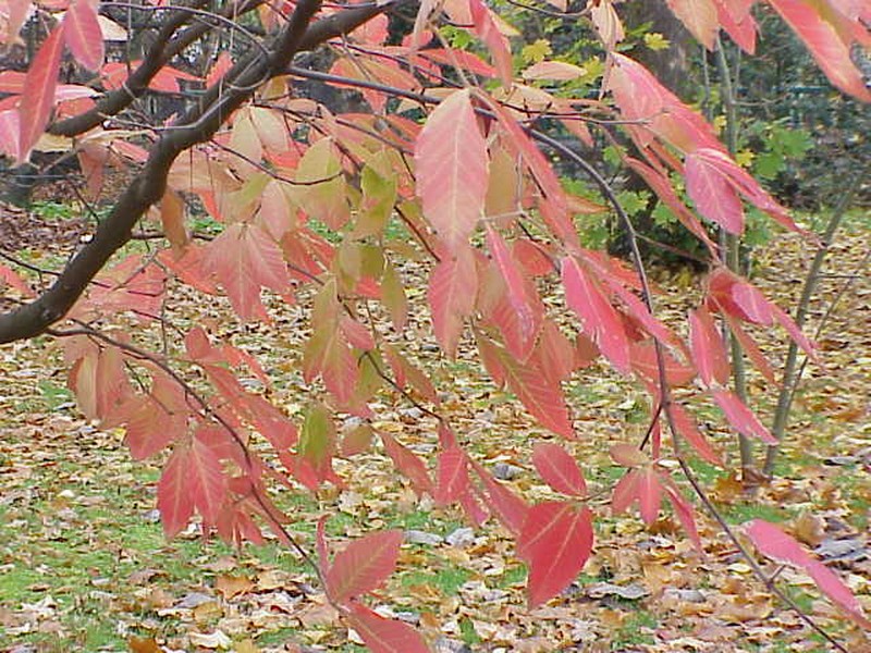 Acer maximowiczianum
