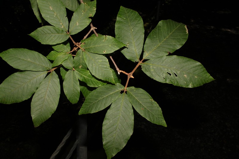 Acer maximowiczianum photo 2