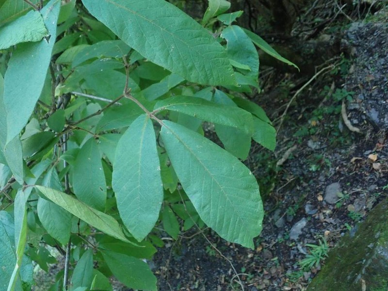 Acer maximowiczianum photo 3