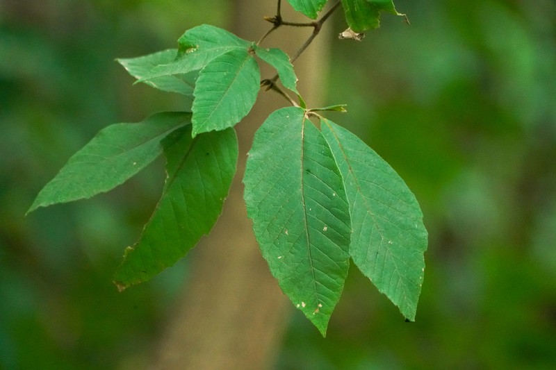 Acer maximowiczianum photo 4