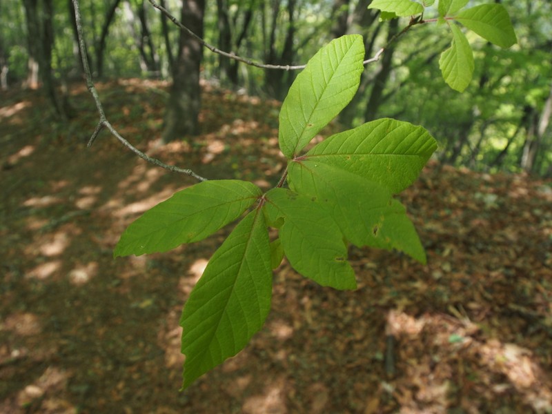 Acer maximowiczianum photo 5