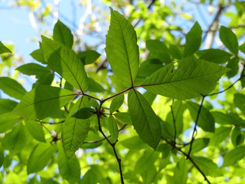 Acer maximowiczianum photo 6