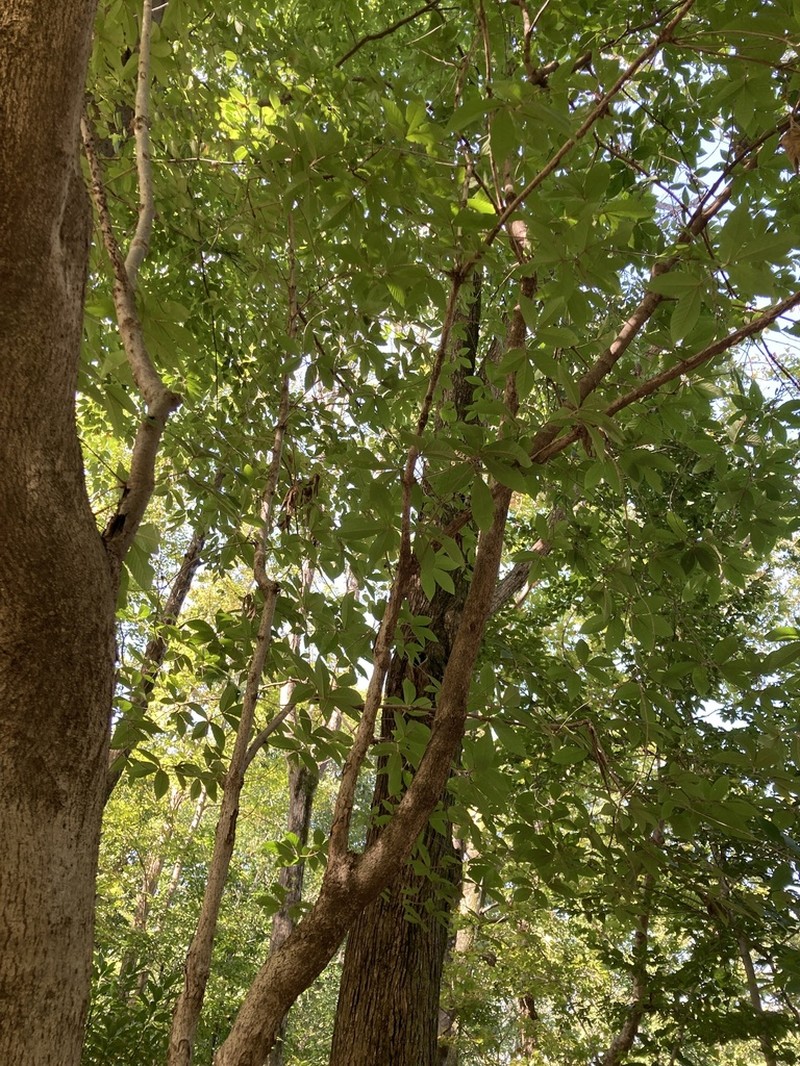Acer maximowiczianum photo 7