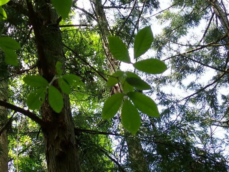 Acer maximowiczianum photo 8