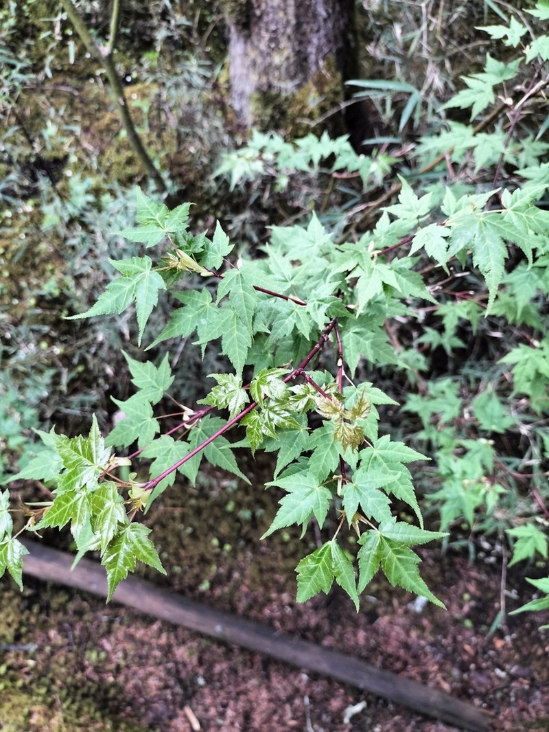 Acer maximowiczii photo 2