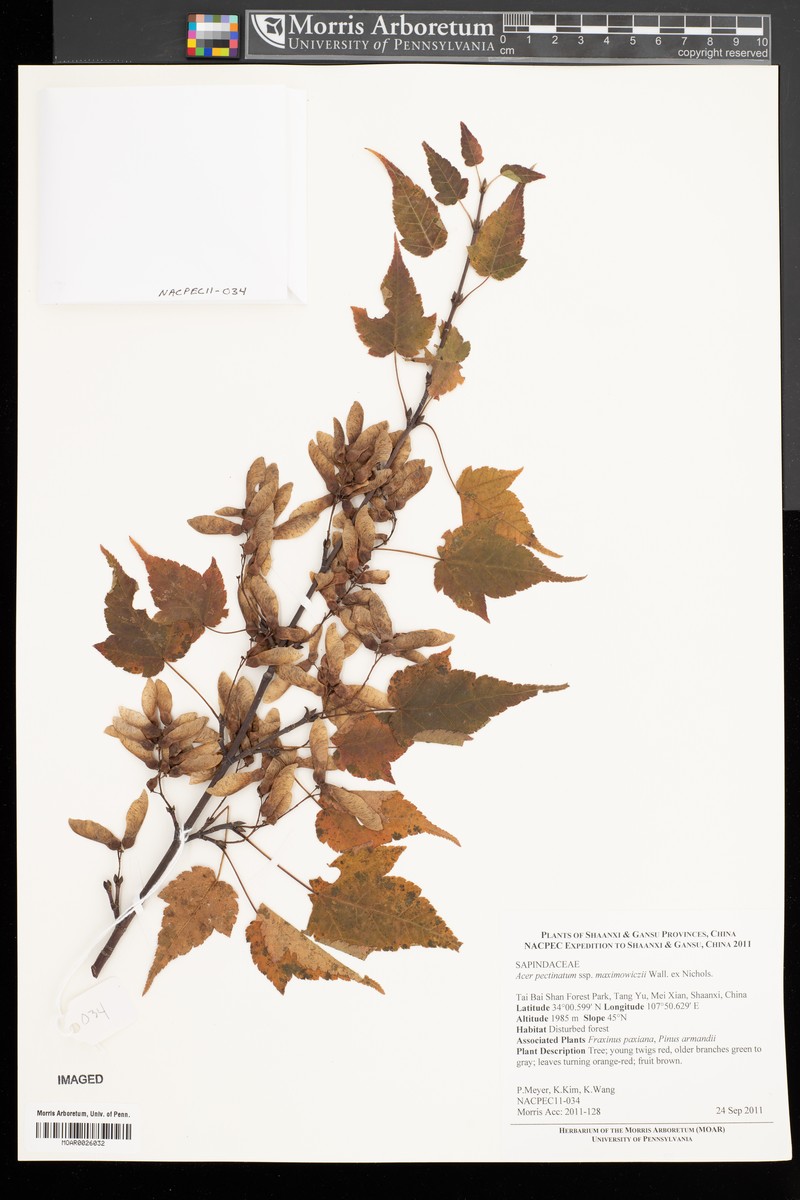 Acer maximowiczii photo 4
