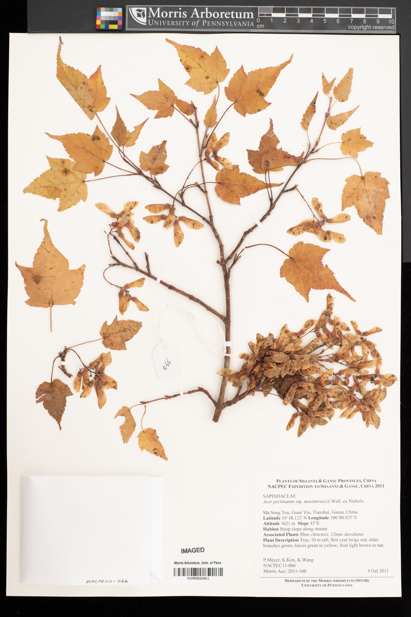 Acer maximowiczii photo 5