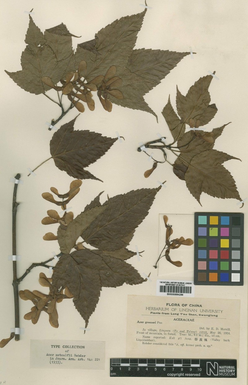Acer metcalfii photo 2
