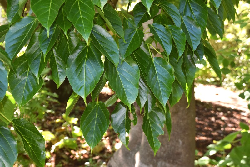 Acer metcalfii