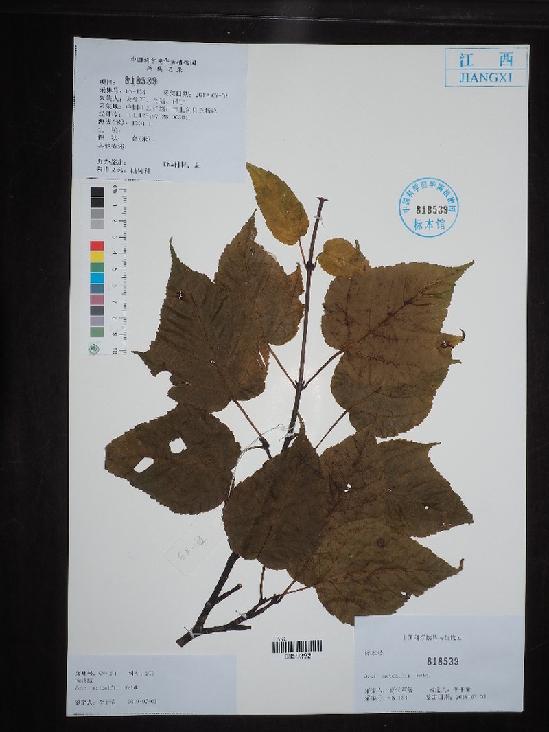 Acer metcalfii photo 3
