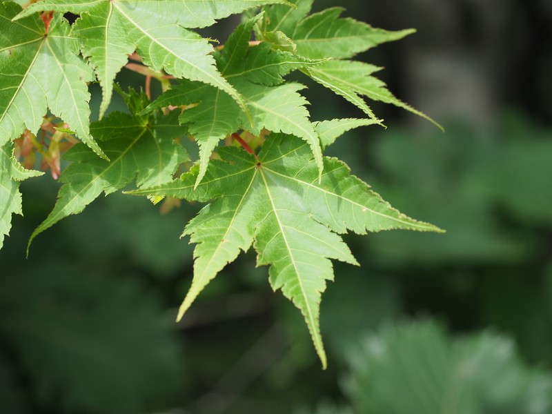 Acer micranthum photo 2