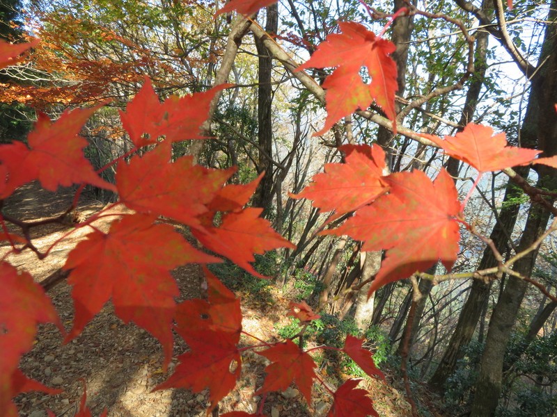 Acer micranthum photo 3