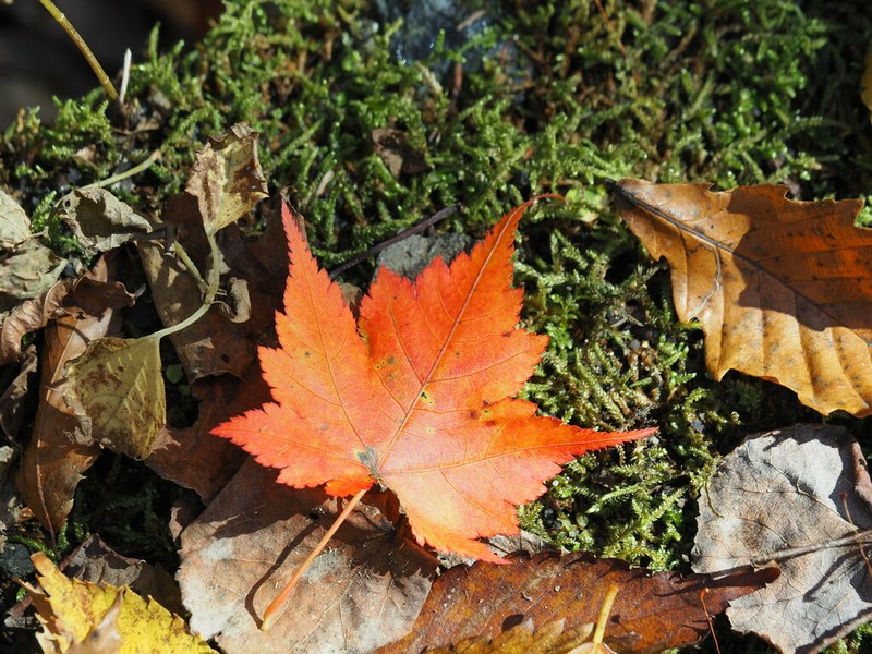Acer micranthum photo 4