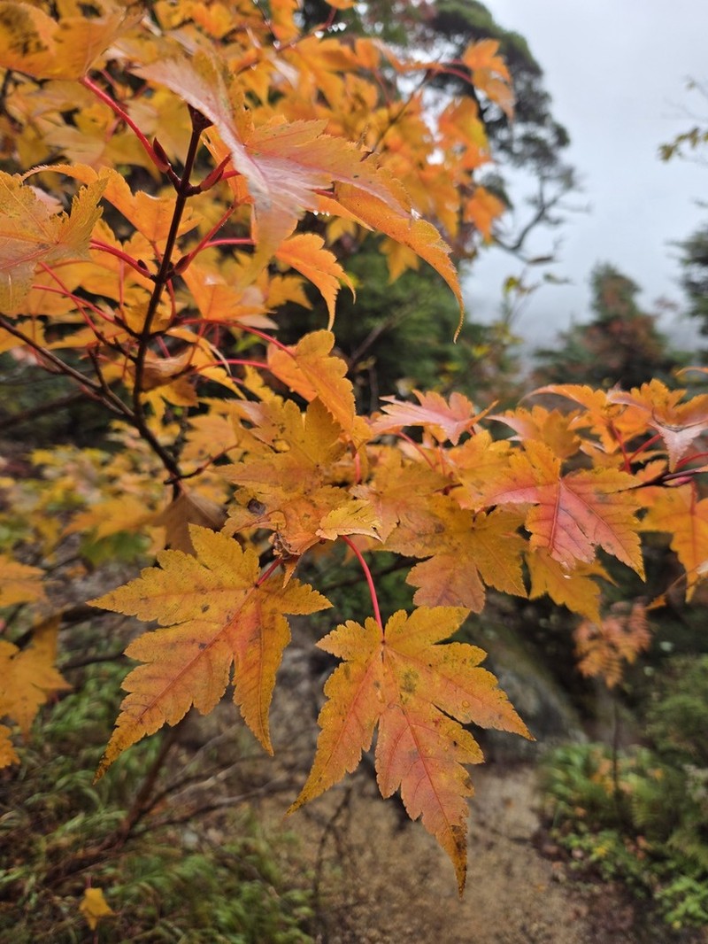 Acer micranthum photo 5