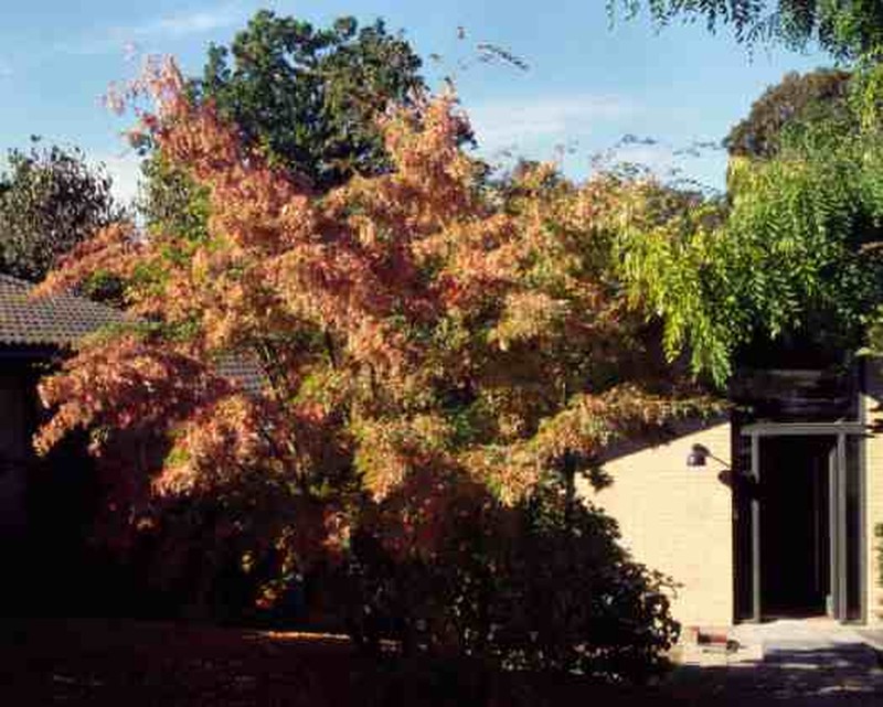Acer micranthum photo 6
