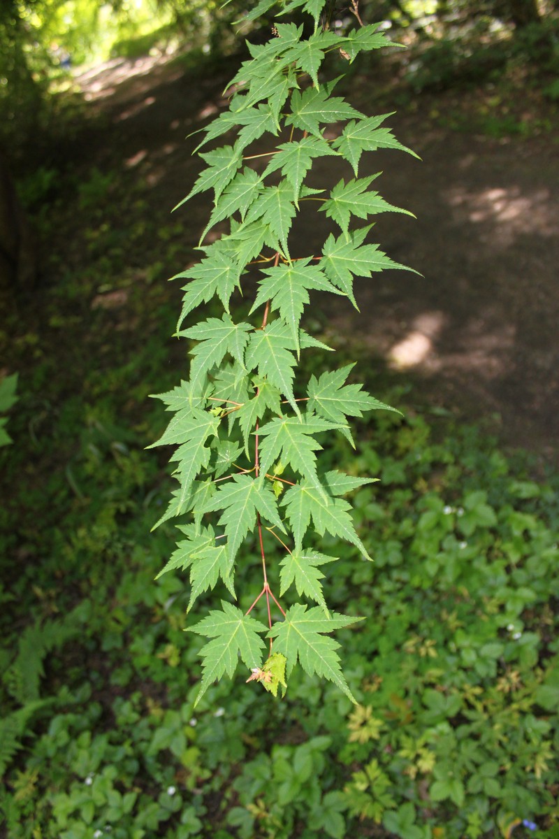 Acer micranthum photo 7