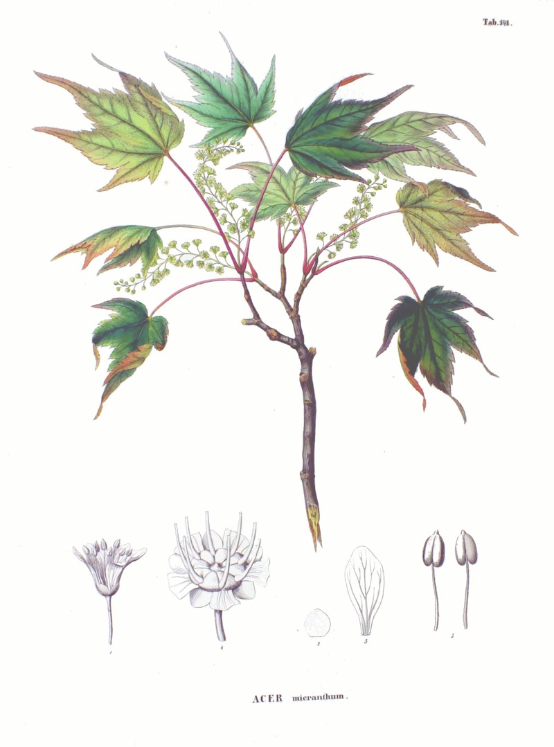 Acer micranthum photo 8