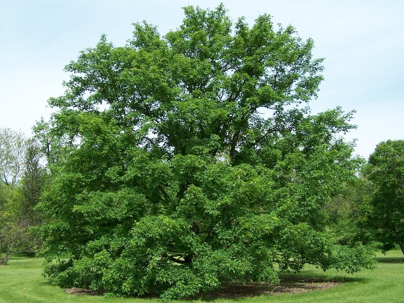 Acer miyabei