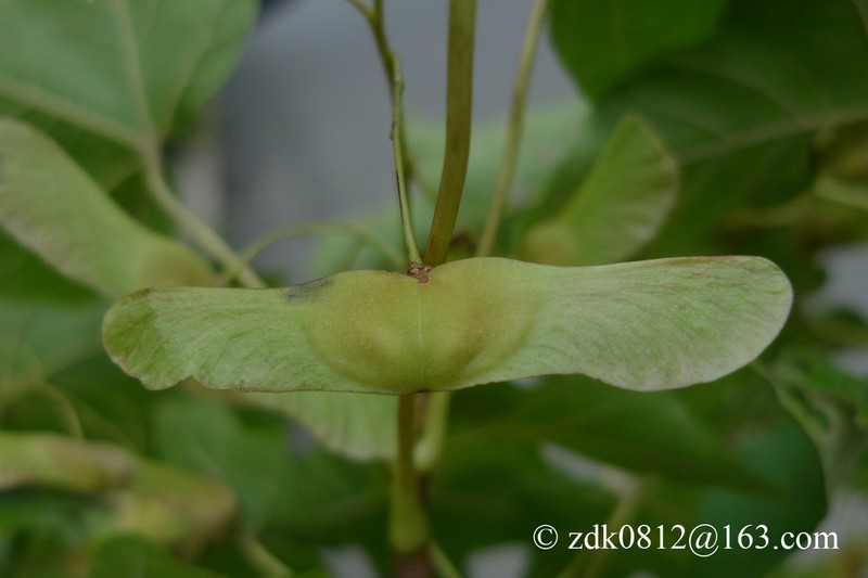 Acer miyabei photo 2