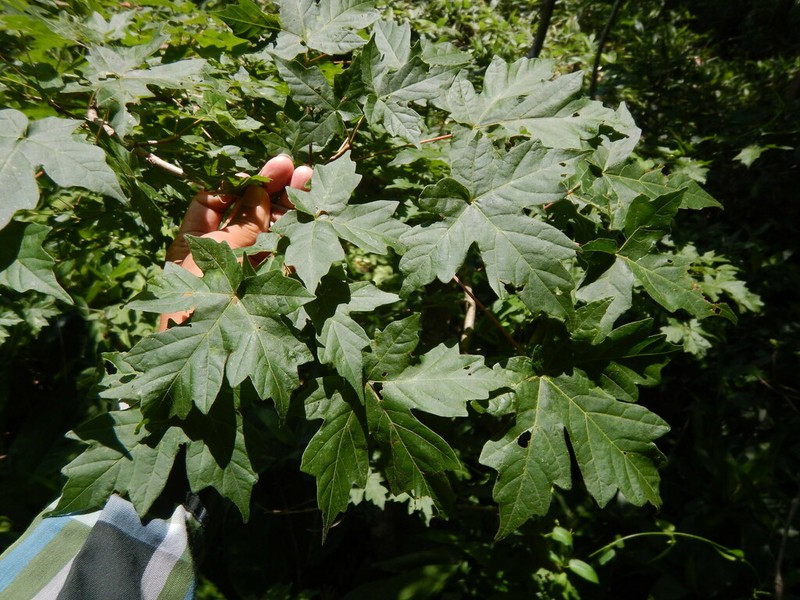 Acer miyabei photo 3