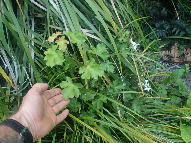 Acer miyabei photo 6