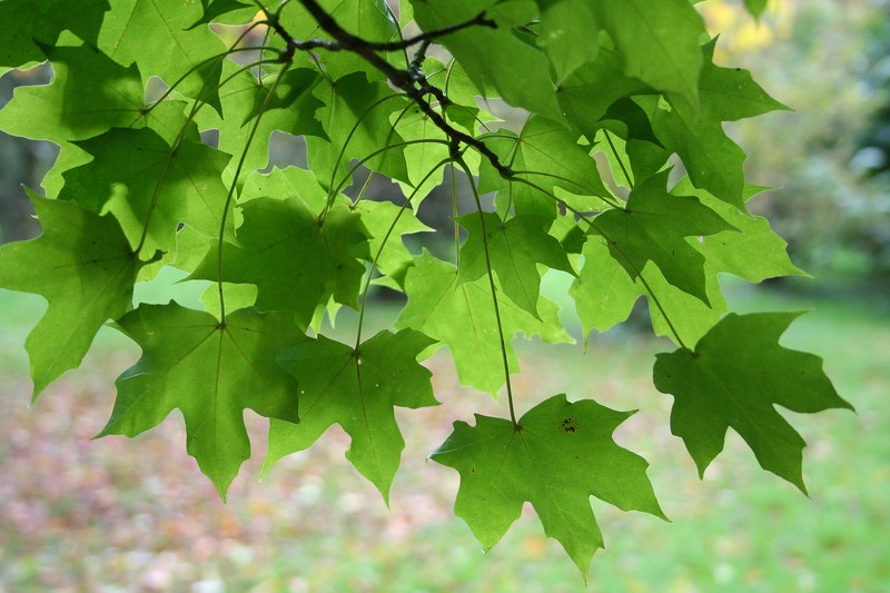 Acer miyabei photo 7