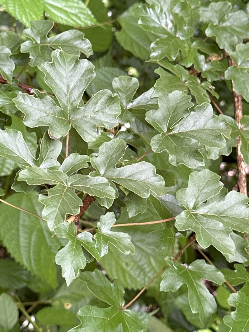 Acer miyabei photo 8