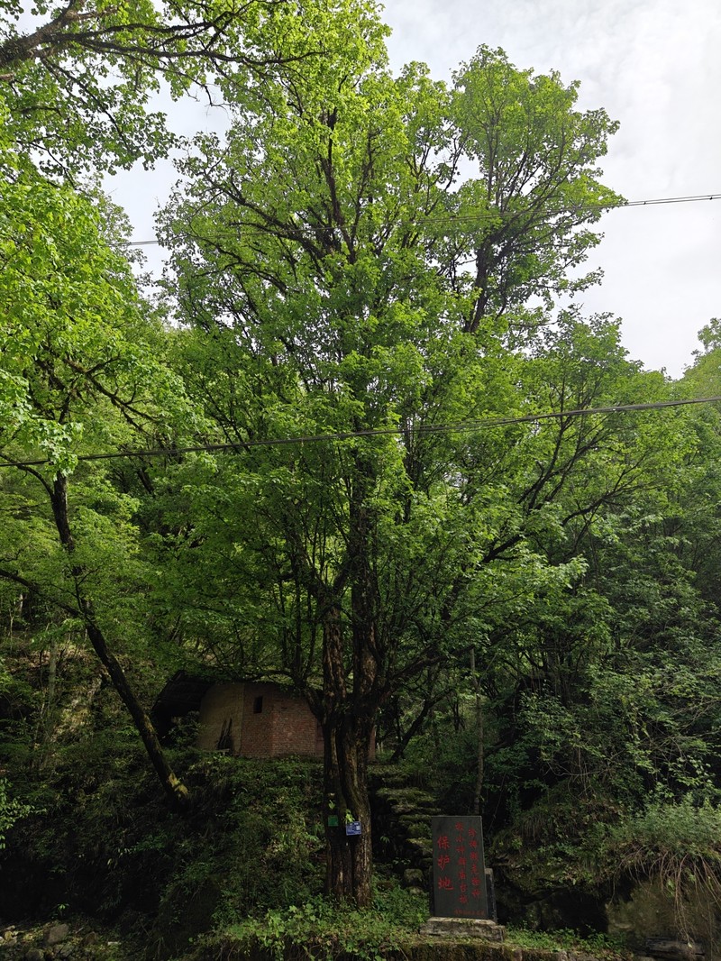 Acer miyabei subsp. miaotaiense photo 3