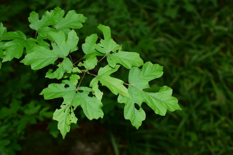 Acer miyabei subsp. miaotaiense photo 4