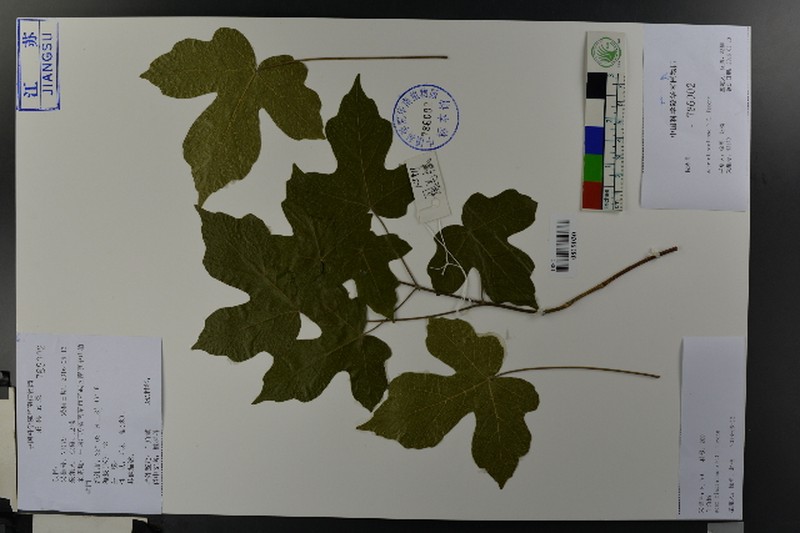 Acer miyabei subsp. miaotaiense photo 5