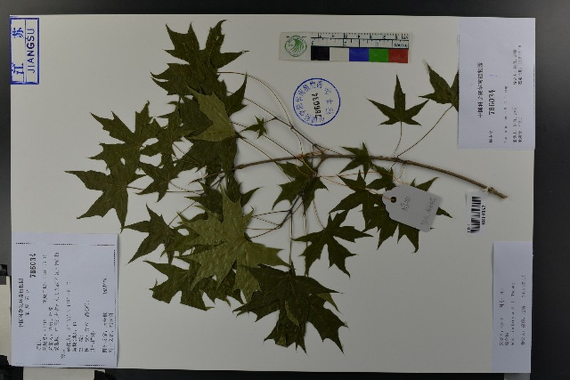 Acer miyabei subsp. miaotaiense photo 6