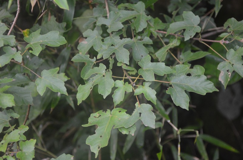 Acer miyabei subsp. miaotaiense