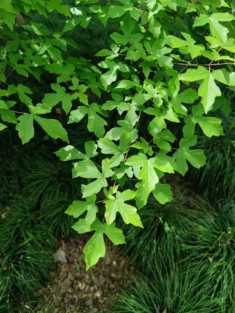 Acer miyabei subsp. miaotaiense photo 2