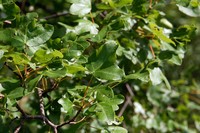 Acer monspessulanum