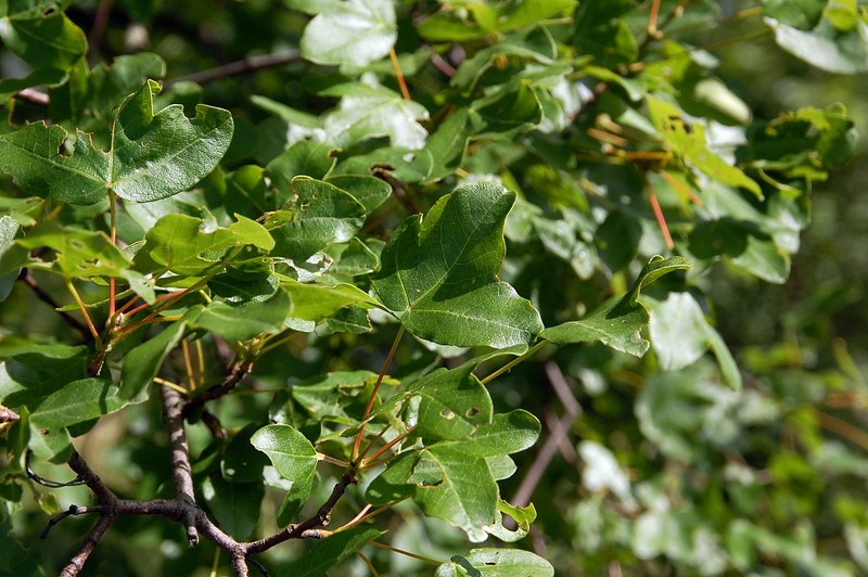 Acer monspessulanum