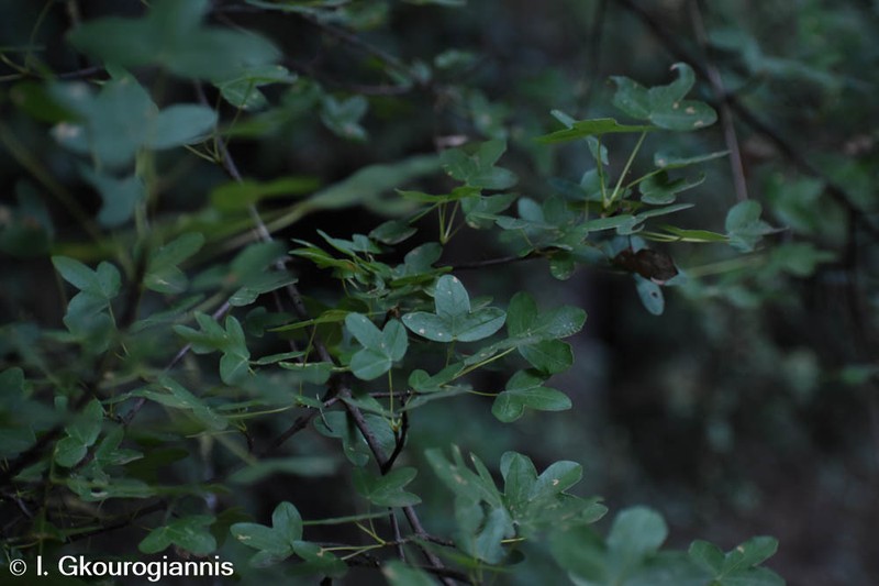 Acer monspessulanum photo 2