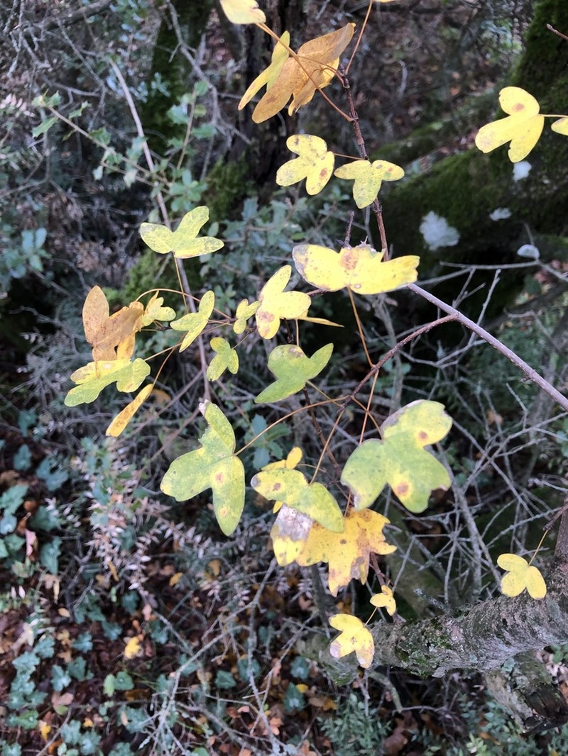 Acer monspessulanum photo 4