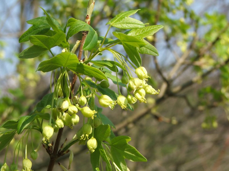 Acer monspessulanum photo 5