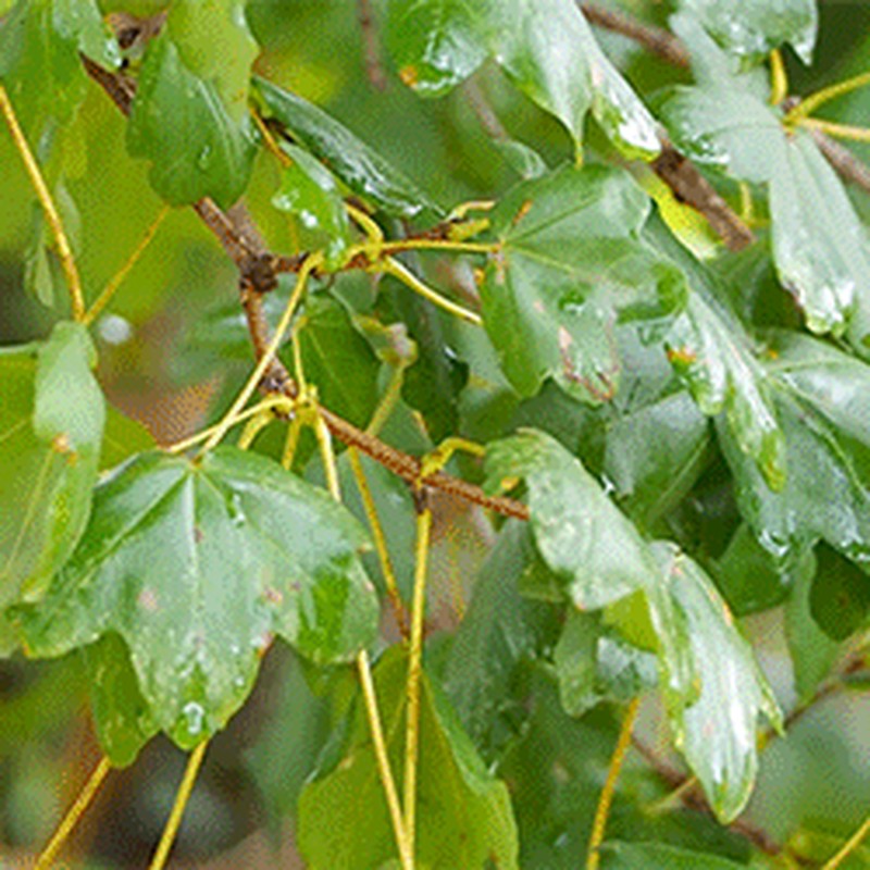 Acer monspessulanum photo 6