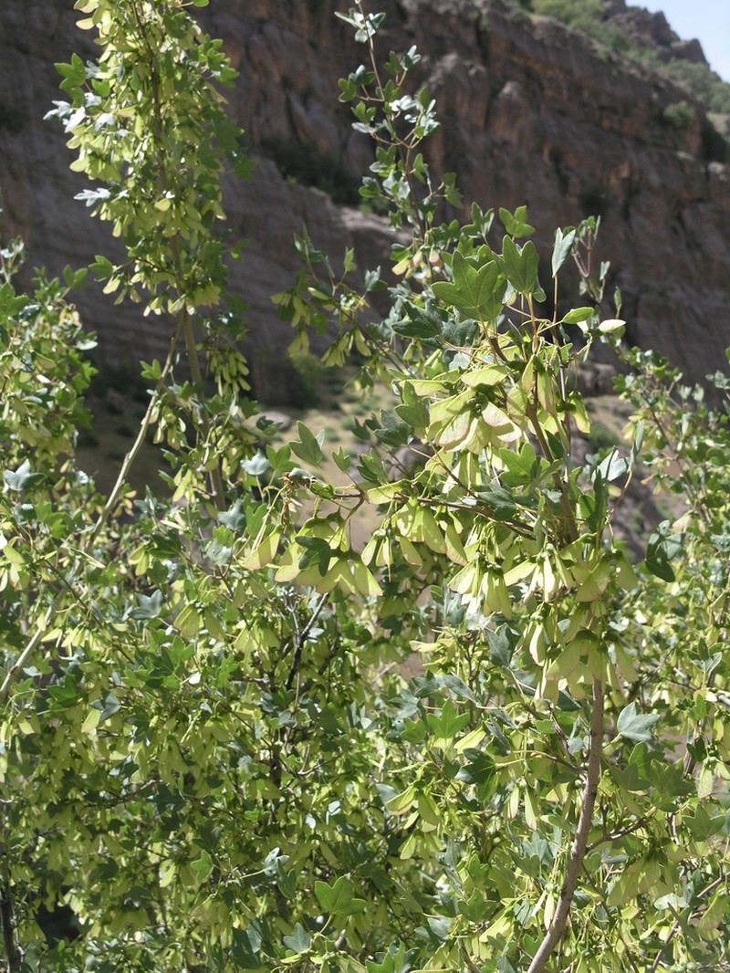 Acer monspessulanum photo 7