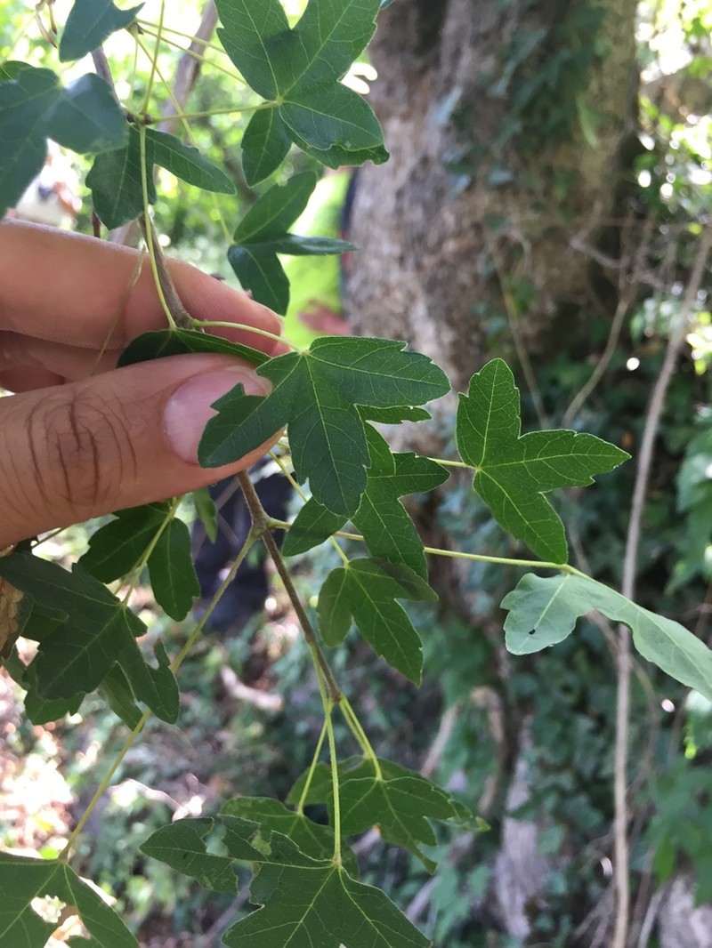 Acer monspessulanum photo 8