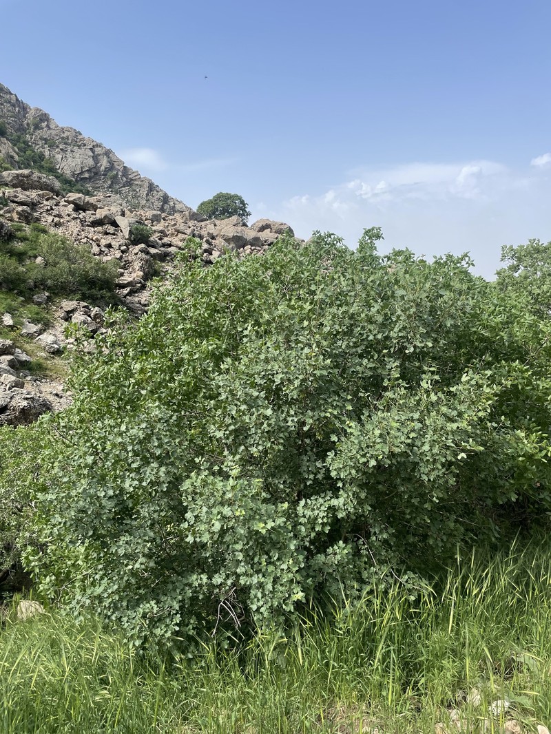 Acer monspessulanum subsp. assyriacum