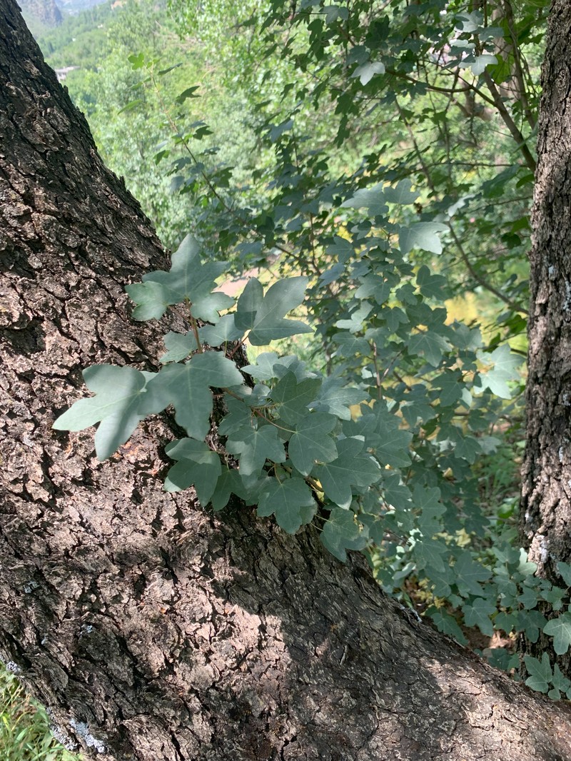 Acer monspessulanum subsp. assyriacum photo 3