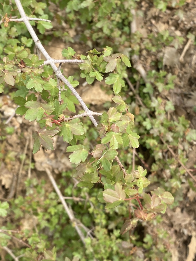 Acer monspessulanum subsp. assyriacum photo 4