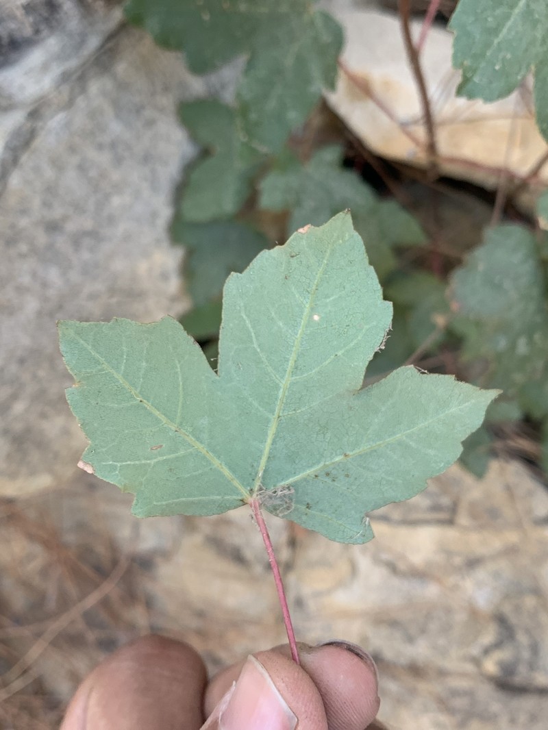 Acer monspessulanum subsp. assyriacum photo 5