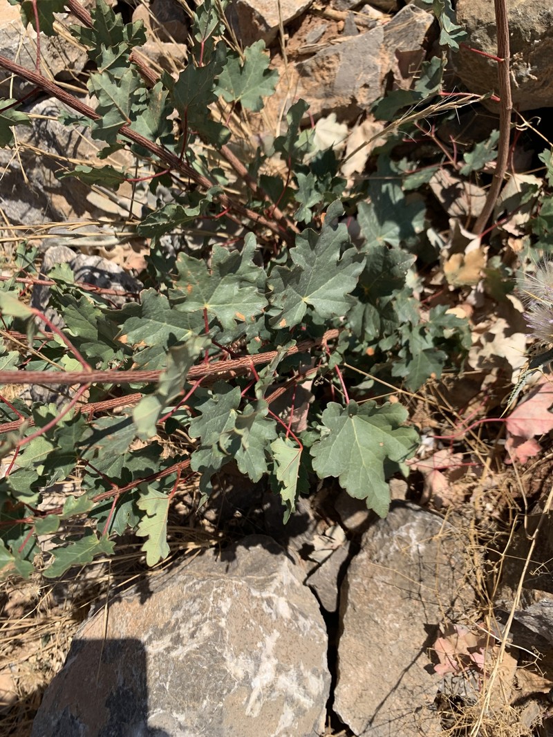 Acer monspessulanum subsp. assyriacum photo 6
