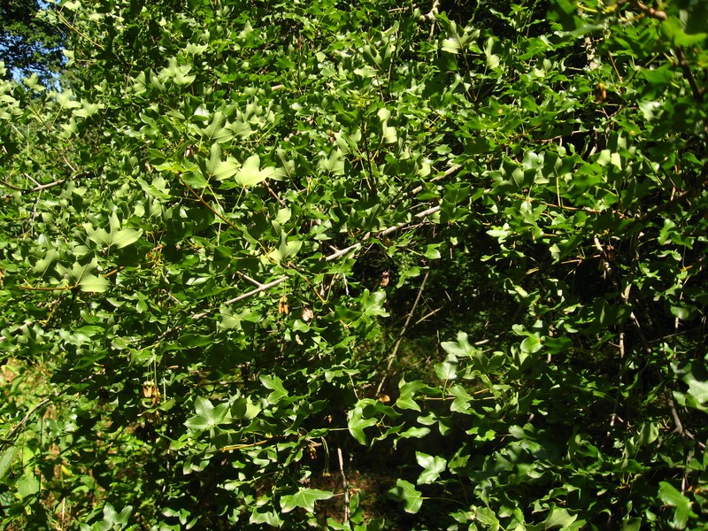 Acer monspessulanum subsp. cinerascens