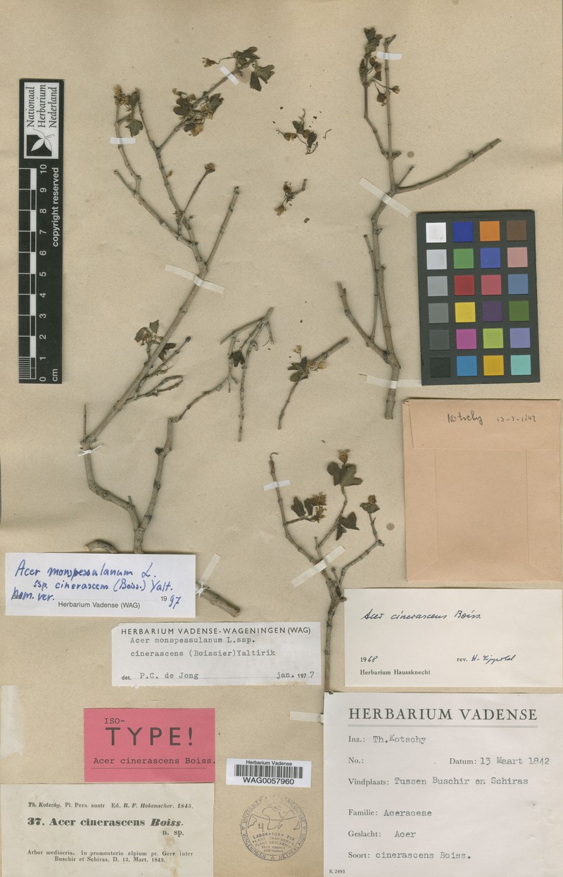 Acer monspessulanum subsp. cinerascens photo 2